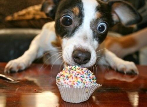 dog_cupcake.jpg