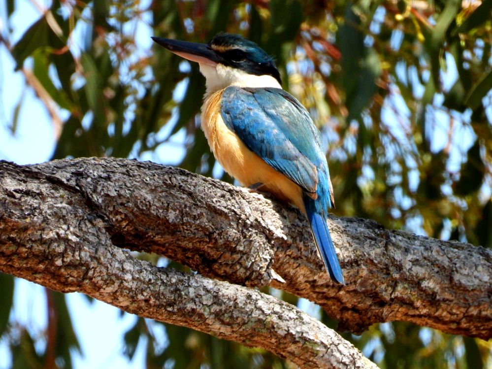 A kingfisher that nests just over our back fence for the past couple of years